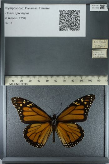 Media type: image;   Entomology 181543